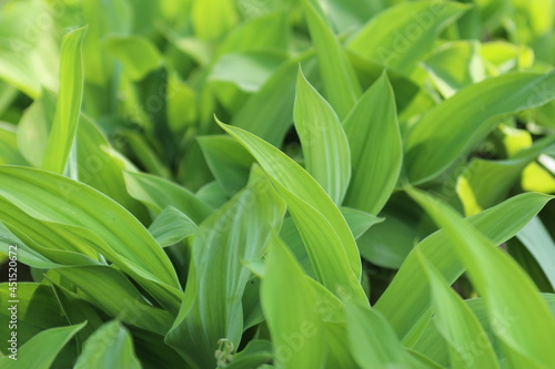 close up of green leaves