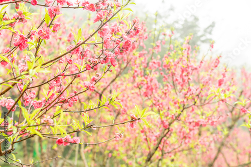 Peach blossoms of the Chiba peach tree on Qingxiu Mountain in Nanning, Guangxi, China