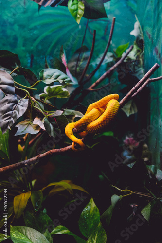 Closeup of a Yellow Eyelash Viper in greenery in a zoo photo