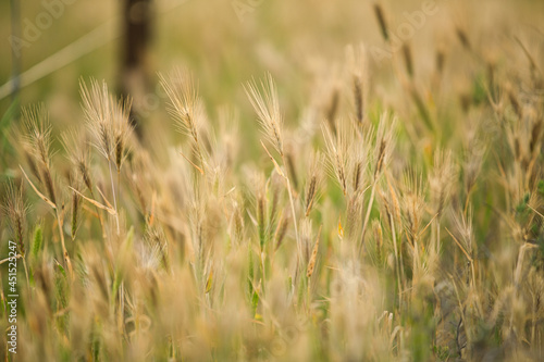 A field of locally grown grain in the field.