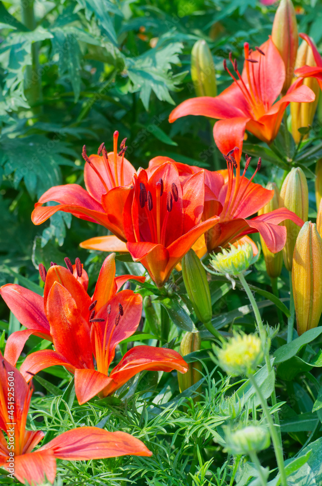 Red Lilies in a Summer Garden