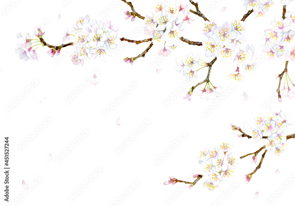 Cherry blossoms painted in watercolor, with white background