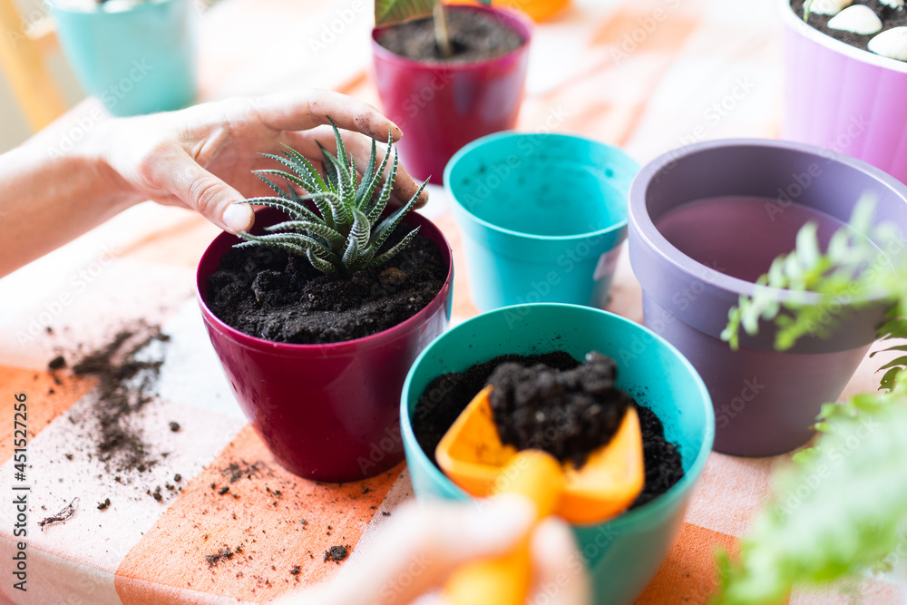 The process of planting flowers at home The process of planting flowers at home