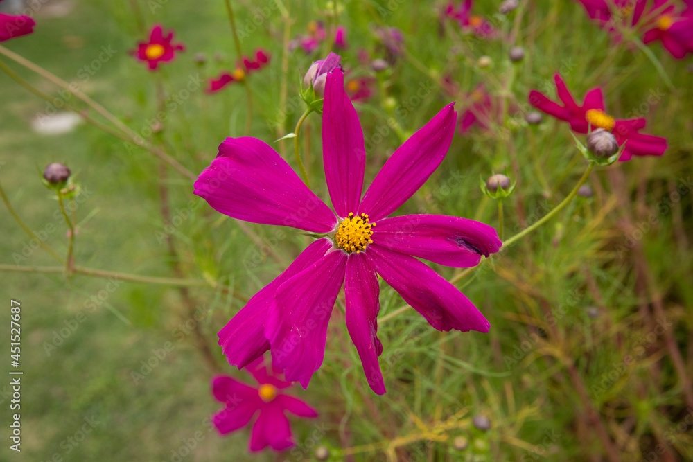 Floral. Closeup view of Cosmos bipinnatus plant, also known as Mexican Aster, flowers of pink, and fuchsia color petals, blossoming in the park.