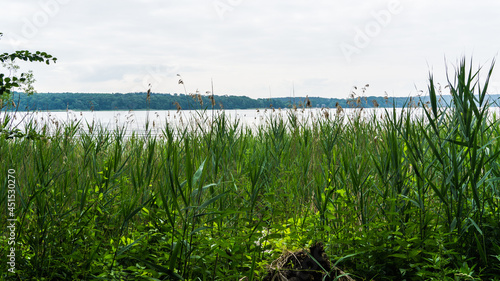 Landschaftsansicht vom schilfgrasbewachsenen Ufer des Plauer Sees photo