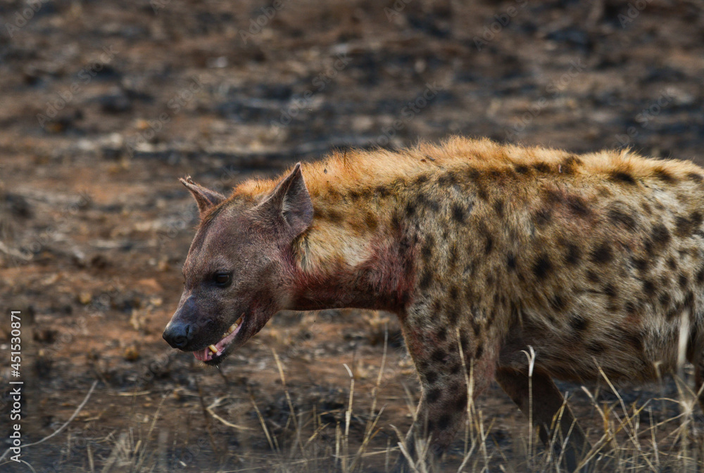 A blood-soaked spotted hyena on a burnt plain during sunrise and after a night of hunting and scavenging, central Kruger National Park, South Africa