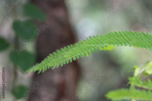 Closeup shot of a pteridophyte plant in a jungle photo