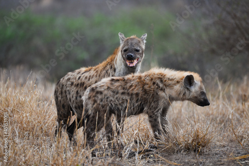 Fotografia A mother spotted hyena and its young at dawn on the woodlands of central Kruger