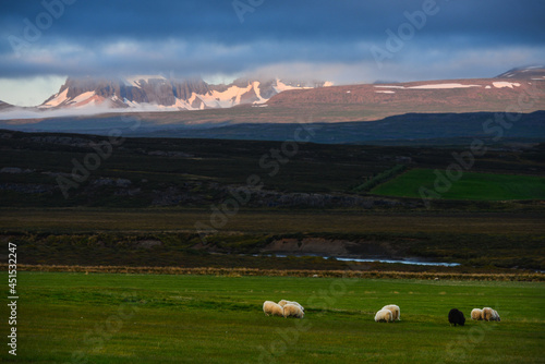 Icelandic sheep grazing the fields at dusk, below the craggy, snowy and cloud-covered Dyrfjöll mountain range, on the way to Bakkagerdi village, Borgarfjörður Eystri, East Fjords, Iceland