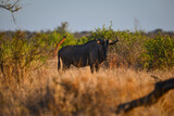 A solitary blue wildebeest (Connochaetes taurinus) at sunrise on the grasslands of southern Kruger National Park, South Africa