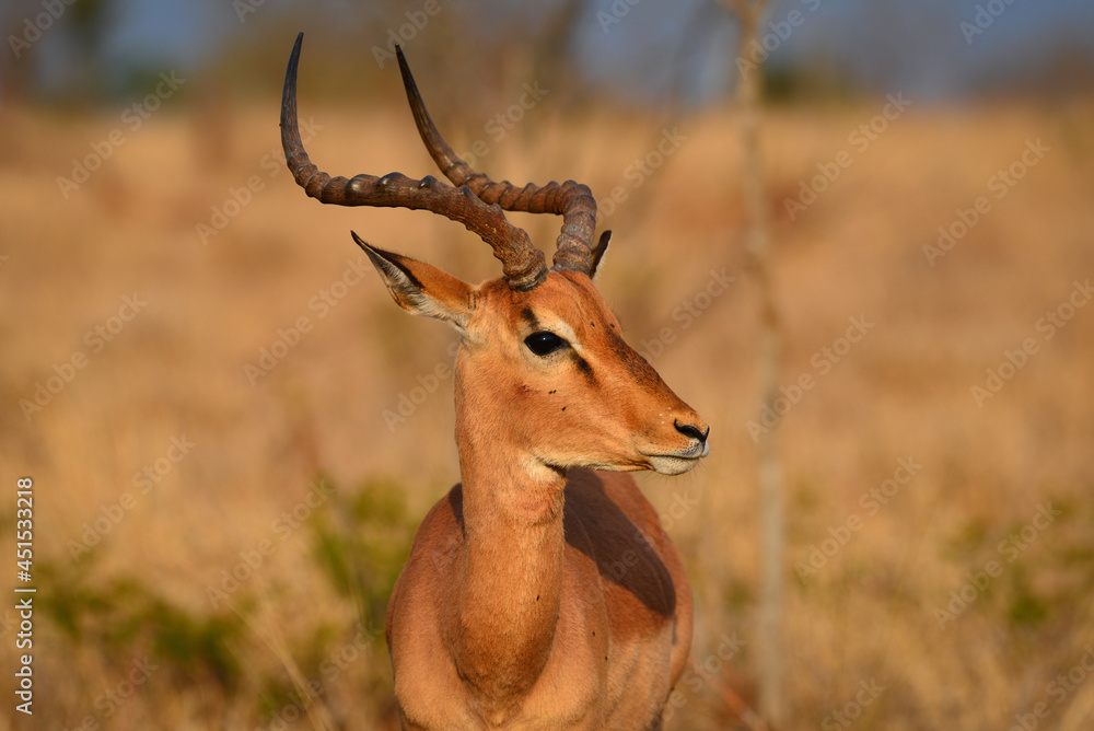 Naklejka premium A portrait of an impala at sunrise on the grasslands of southern Kruger National Park, South Africa