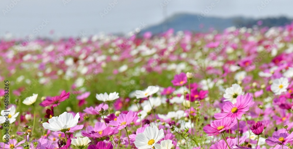 Fototapeta premium 満開のコスモスの花、群生する秋桜の花、日本の秋の風景