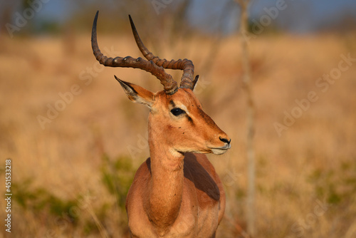 A portrait of an impala at sunrise on the grasslands of southern Kruger National Park, South Africa