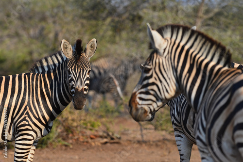 A group of Burchell s zebras on the woodlands of central Kruger National Park  South Africa