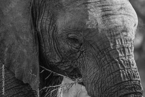 A close-up of an African elephant feeding on the woodlands of the Greater Kruger Area  South Africa