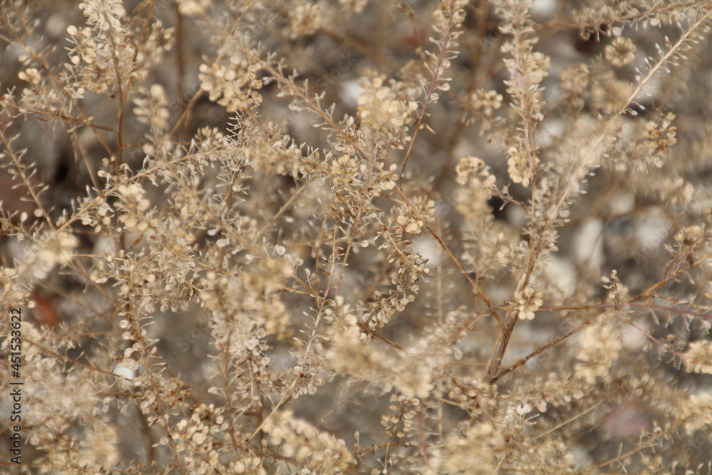 Going To Seed, U of A Botanic Gardens, Devon, Alberta Going To Seed, U of A Botanic Gardens, Devon, Alberta
