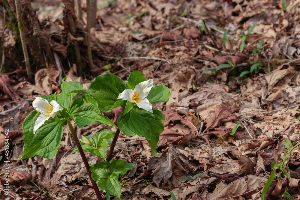 wild trillium in full bloom in a forest wild trillium in full bloom in a forest