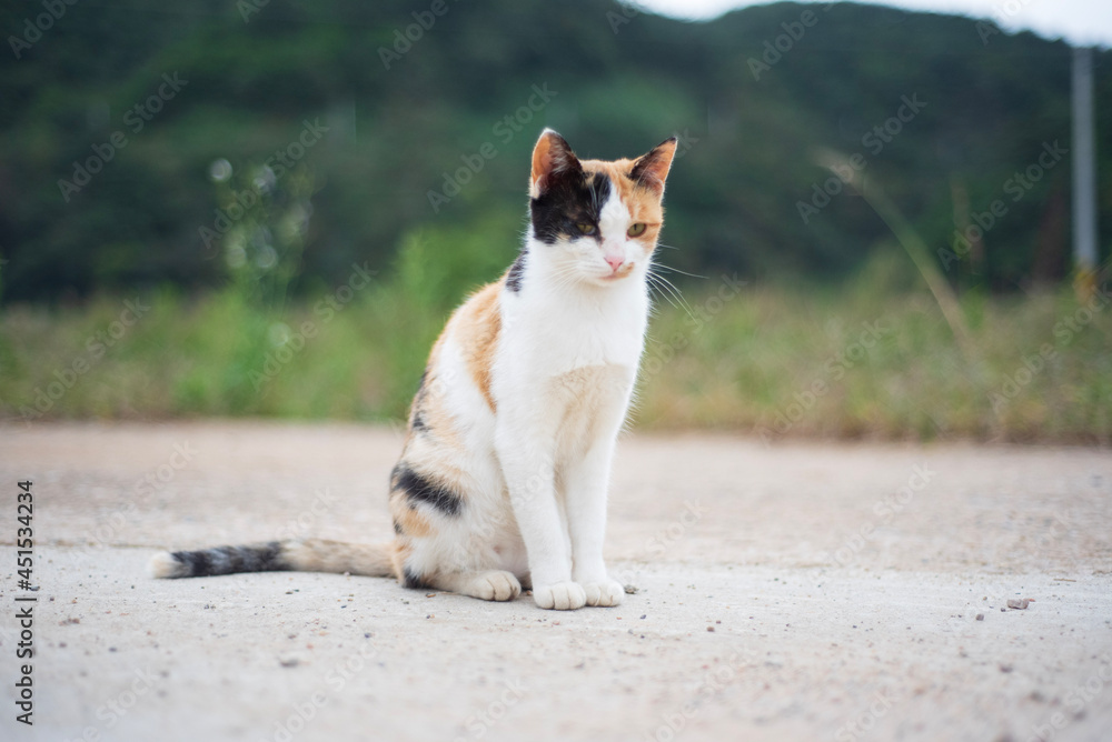 cat on the rocks cat on the rocks