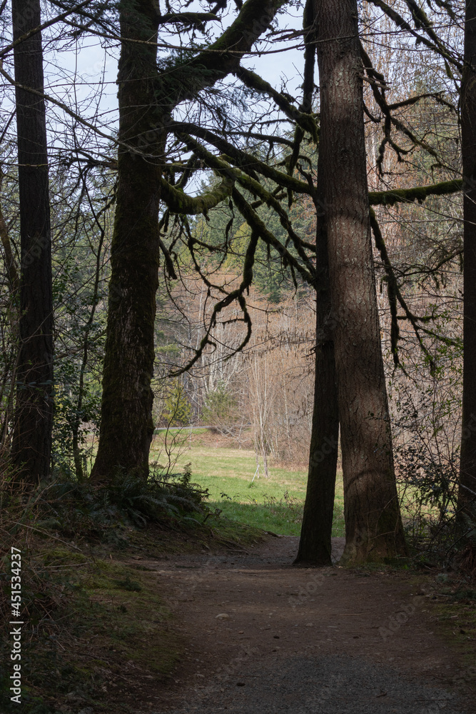 forested dirt path leading off into the distance forested dirt path leading off into the distance