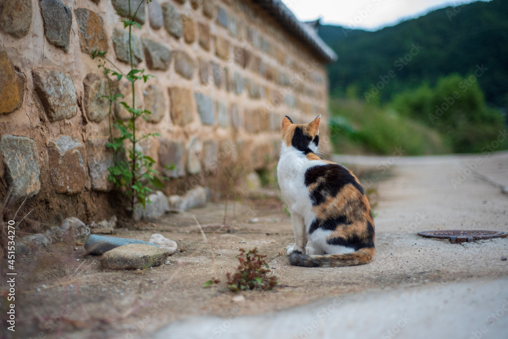 Obraz premium cat and dog