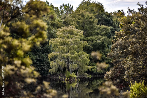 Cypress tree standing in a calm bayou © Jaimie Tuchman