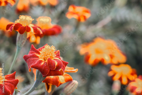 orange flower