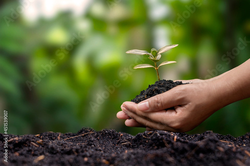 Farmer's hand planting seedlings in the ground and blurred green background with social reforestation and reforestation concept.