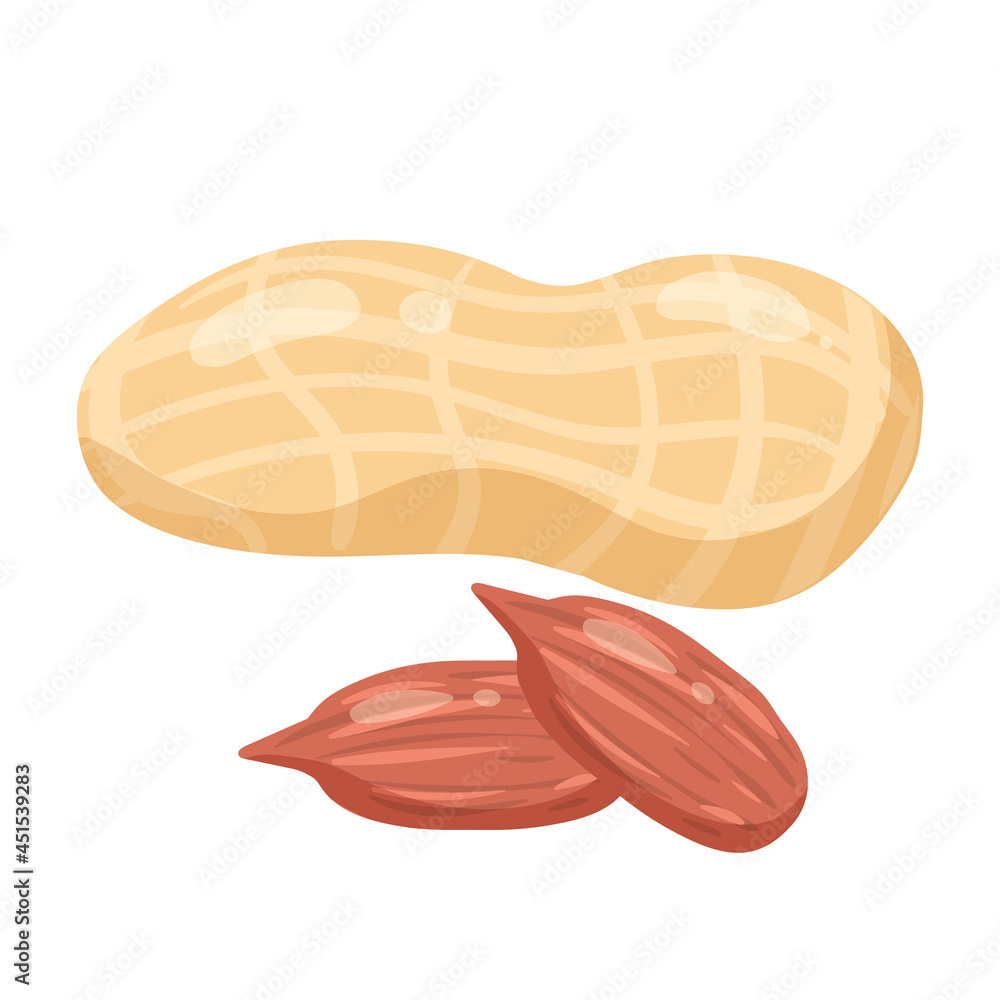 Obraz premium Peanits natural healthy organic nutrition product, shell and open. Vector doodle cartoon flat trendy illustration hand drawn isolated