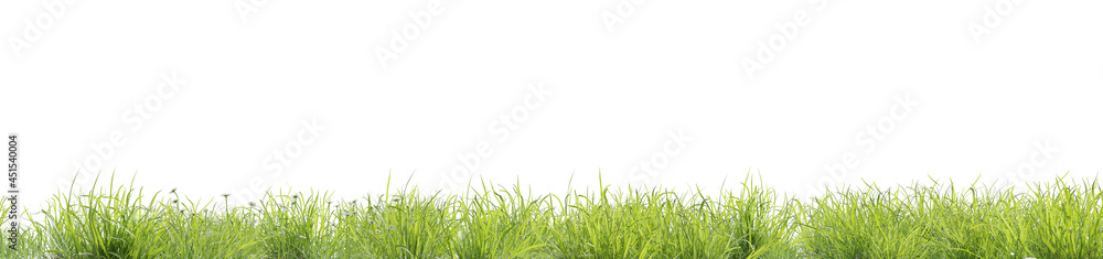 Fresh green meadow on a white background, photorealistic background, 3d rendering, nature concept with space for text Fresh green meadow on a white background, photorealistic background, 3d rendering, nature concept with space for text