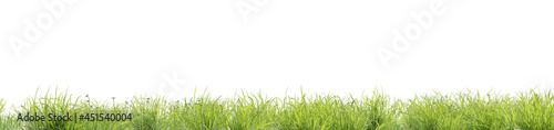 Fresh green meadow on a white background, photorealistic background, 3d rendering, nature concept with space for text