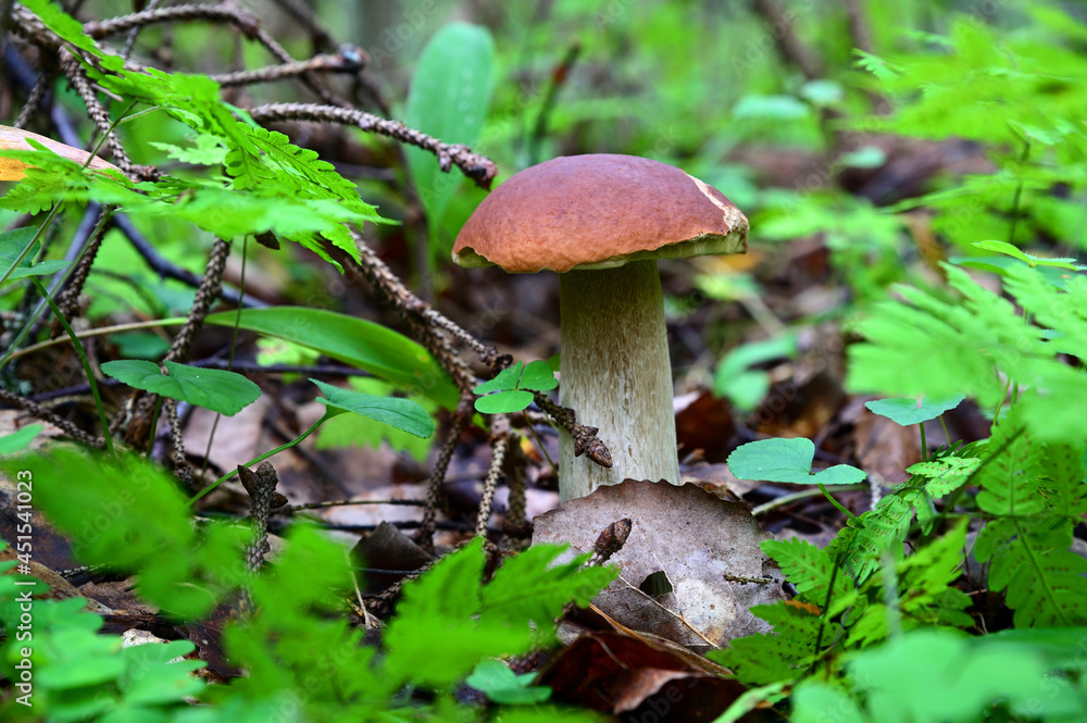 White mushroom, with a brown cap, sticking out among the leaves of grass White mushroom, with a brown cap, sticking out among the leaves of grass