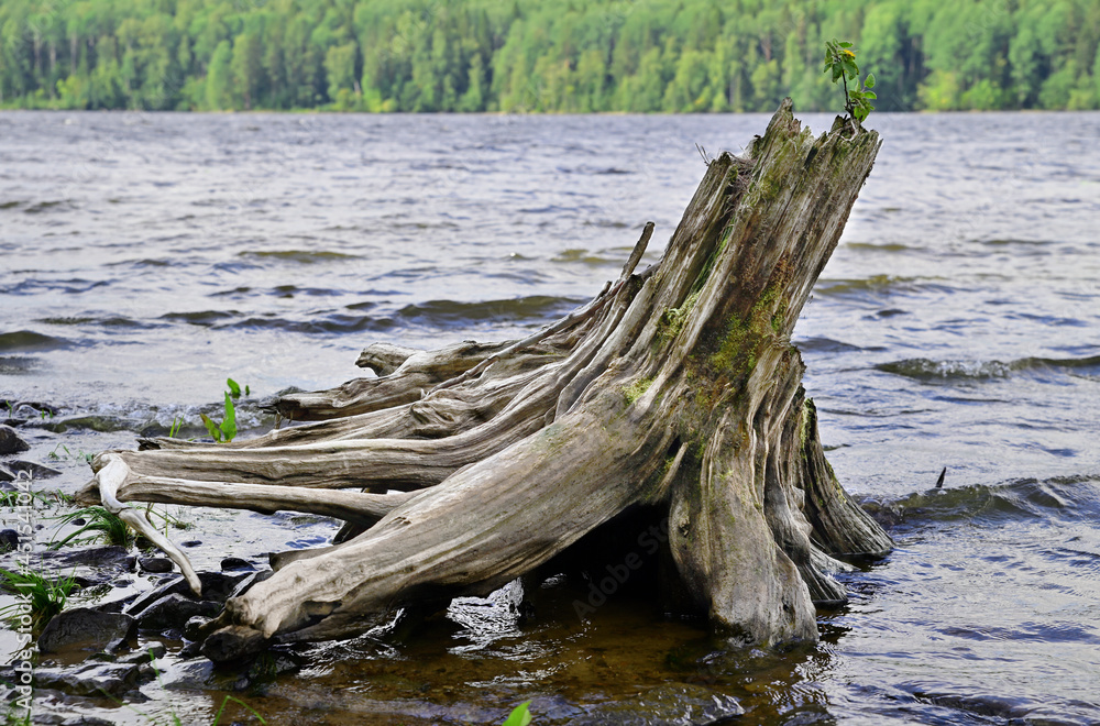 Dried stump of a flooded tree on the river bank. Powerful roots, river waves Dried stump of a flooded tree on the river bank. Powerful roots, river waves