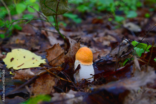 A young orange-headed boletus among withered brown foliage