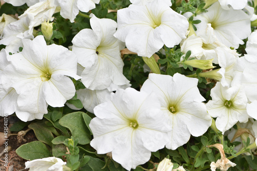 Beautiful white flowers in the garden, Garden petunia, Large white petunia, White moon petunia, Petunia axillaris. © Vadim