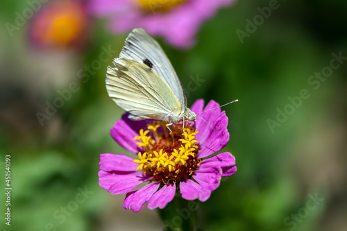 Beautiful white butterfly sits on a pink zinnia flower in the garden.