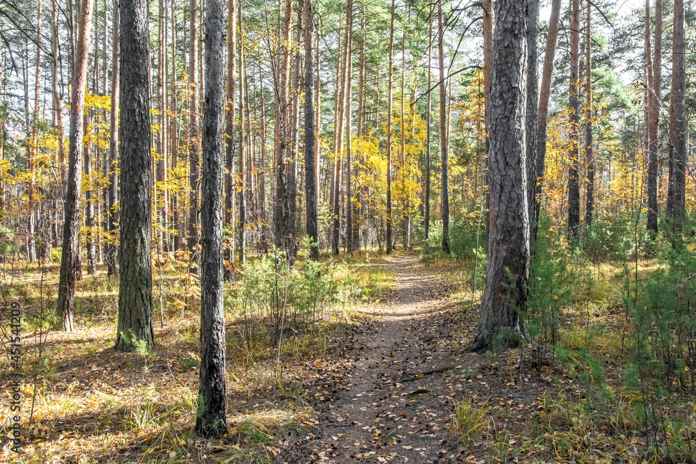 Autumn in the forest. A forest path strewn with cones passes between pine trees. Colorful autumn landscape. Autumn in the forest. A forest path strewn with cones passes between pine trees. Colorful autumn landscape.