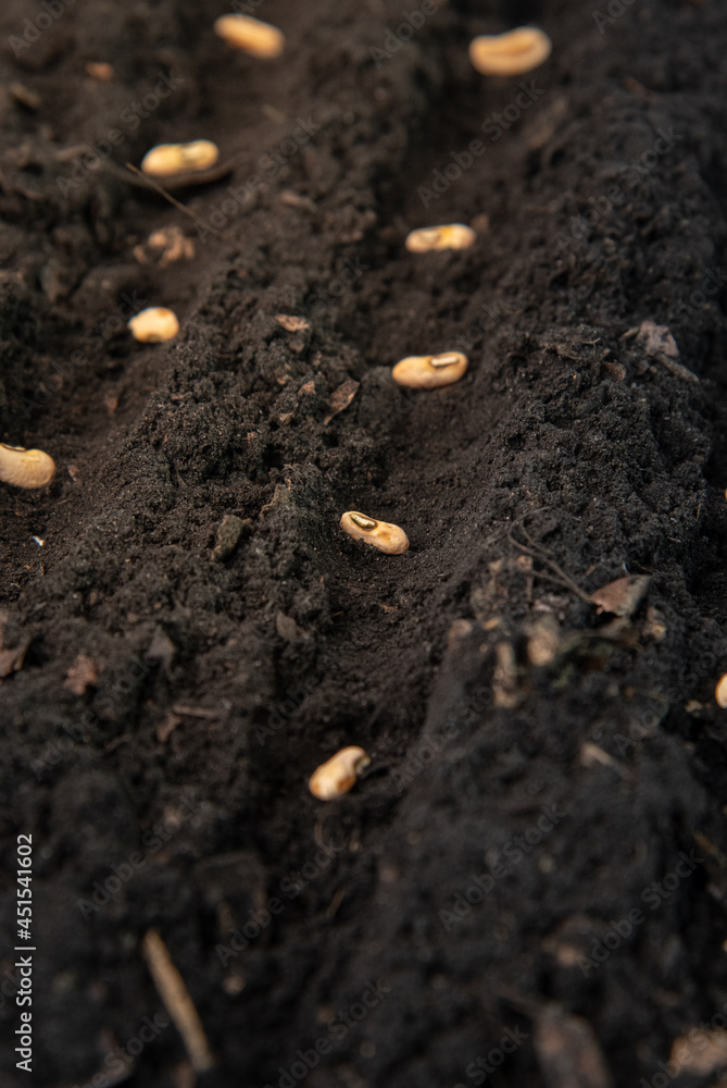 growing seeds of vegetable on sowing soil at garden metaphor gardening, agriculture concept. growing seeds of vegetable on sowing soil at garden metaphor gardening, agriculture concept.