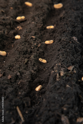 growing seeds of vegetable on sowing soil at garden metaphor gardening, agriculture concept.