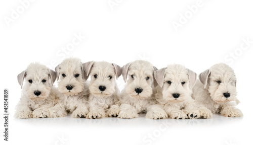 Cuadro en lienzo puppies miniature schnauzer in studio