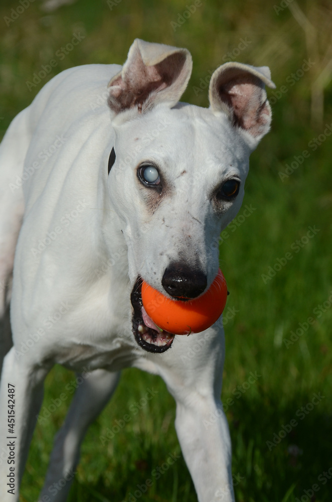 White Whippet dog comes running with an orange ball in his mouth