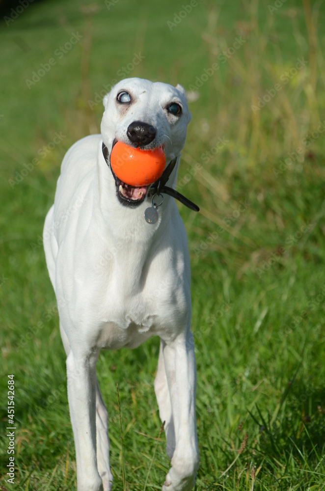 White Whippet dog comes running with an orange ball in his mouth