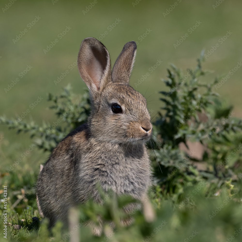 European rabbit, Common rabbit, Oryctolagus cuniculus sitting on a meadow at Munich European rabbit, Common rabbit, Oryctolagus cuniculus sitting on a meadow at Munich