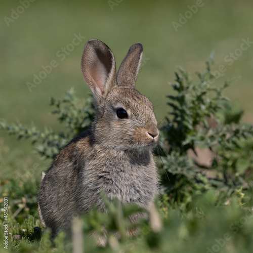 European rabbit, Common rabbit, Oryctolagus cuniculus sitting on a meadow at Munich © rudiernst