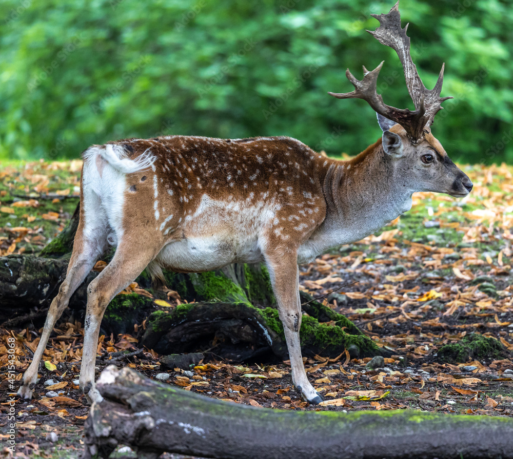 The fallow deer, Dama mesopotamica is a ruminant mammal The fallow deer, Dama mesopotamica is a ruminant mammal
