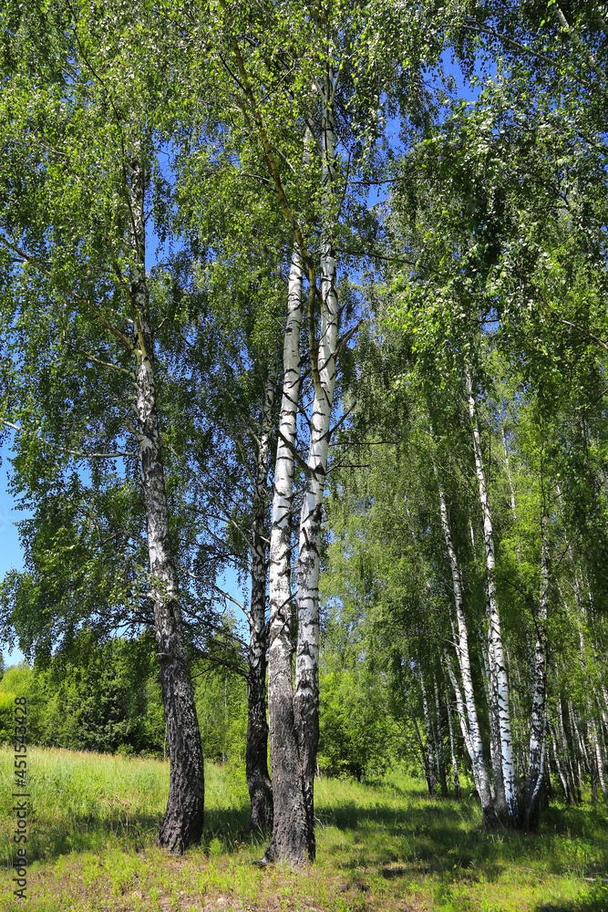 Fototapeta premium Beautiful birch trees at the edge of the forest