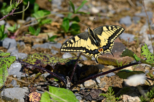 Yellow swallowtail // Schwalbenschwanz (Papilio machaon)