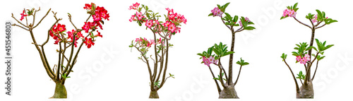 Tableau sur toile Adenium obesum flower collections isolated on white background