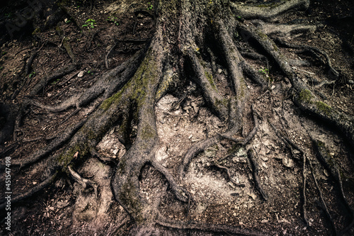 Eerie and gloomy mysterious forest. Gnarled tree roots