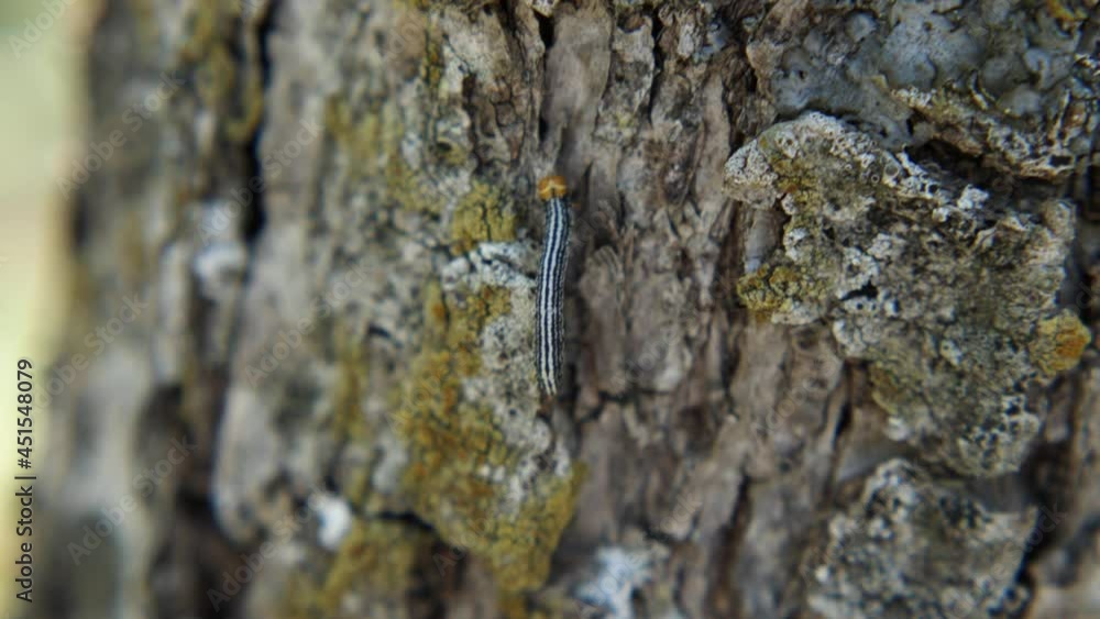 Colorful caterpillar climbs up the trunk of an oak tree. Close-up Colorful caterpillar climbs up the trunk of an oak tree. Close-up