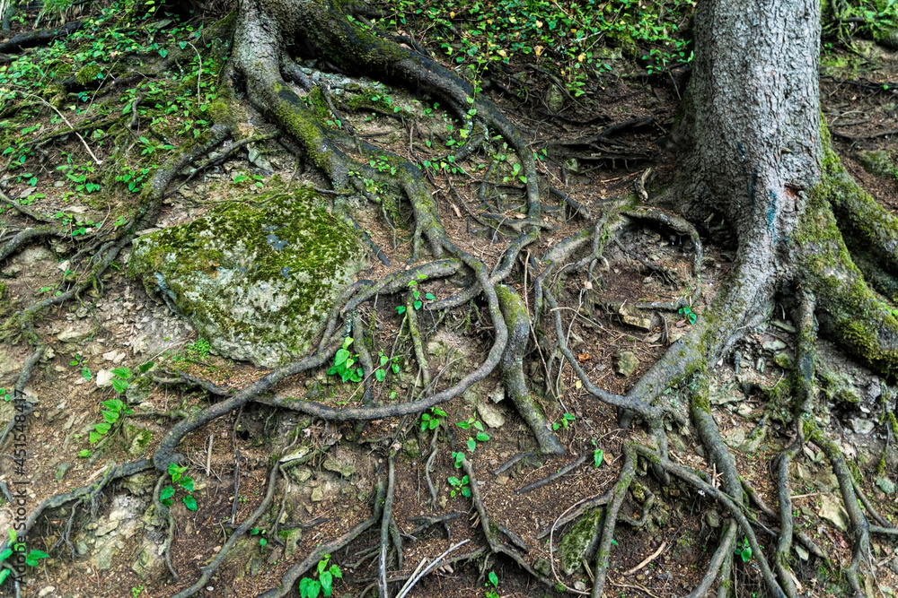 Roots of an old elm tree. Forest landscape Roots of an old elm tree. Forest landscape